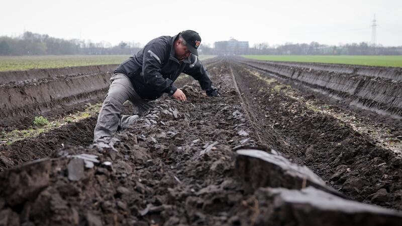 Spargelbauern legen mit der Arbeit los Spargelbauer Mike Bolhuis prüft den Aufwuchs des Spargels auf einem seiner Felder bei Norderstedt.