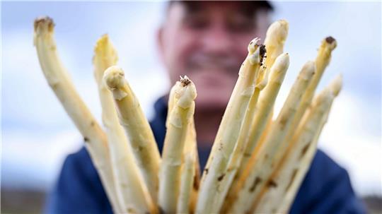Spargelbauer Stefan S. zeigt auf einem seiner Felder frisch gestochenen Spargel.