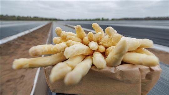 Spargelbauern aus Niedersachsen und Nordrhein-Westfalen haben in Glandorf offiziell die Spargelsaison eröffnet.