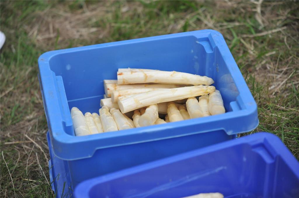 Spargellauf Deinste.