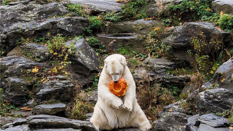 Bilder des Tages Spaß mit Kürbis im Tierpark Berlin