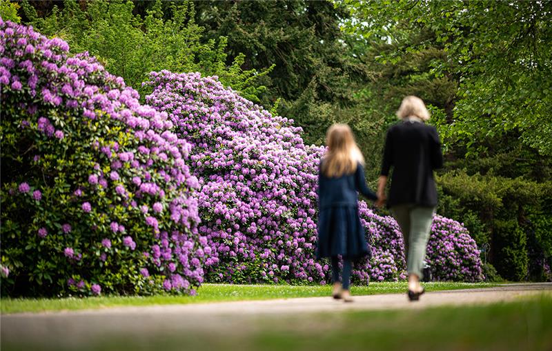 Spaziergänger passieren auf dem Ohlsdorfer Friedhof blühende Rhododendren. Foto: Daniel Reinhardt/dpa