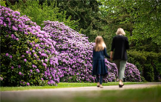 Spaziergänger passieren auf dem Ohlsdorfer Friedhof blühende Rhododendren. Foto: Daniel Reinhardt/dpa