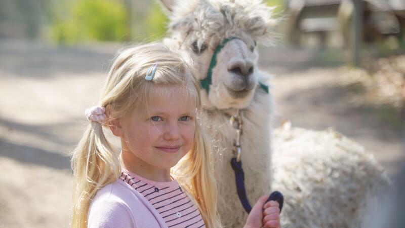 Wildpark verwandelt sich am Wochenende in einen Abenteuerspielplatz Spaziergang mit einem Alpaka - das ist beim Sommerfest im Wildpark Schwarze Berge möglich.
