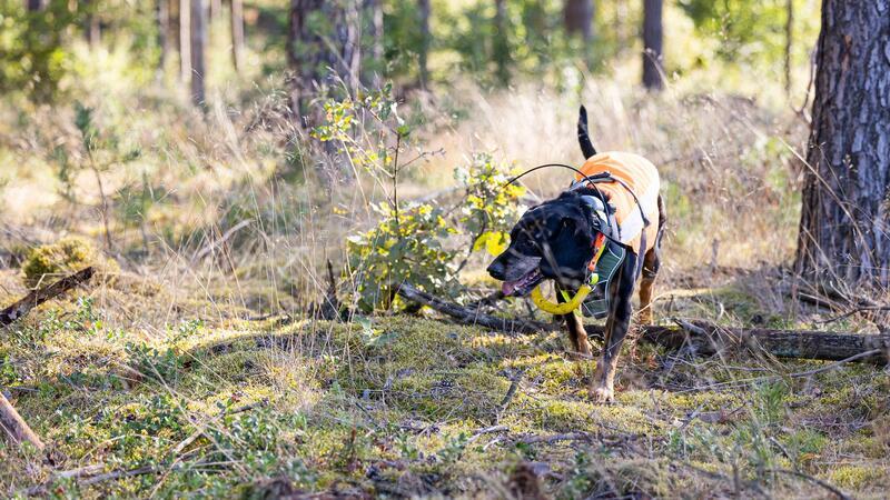 Niedersachsen rüstet sich gegen Afrikanische Schweinepest Speziell ausgebildete Suchhunde helfen beim Aufspüren von verendeten Wildschweinen.