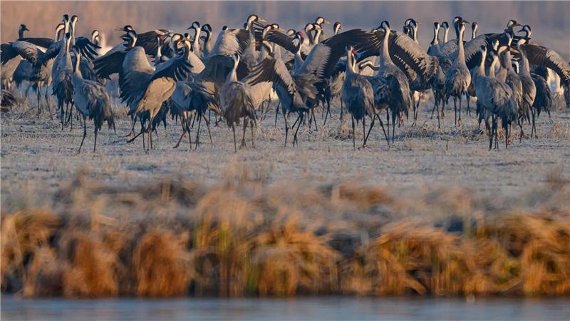 Natur im Fokus - Wenn Fotos Tiere stören Spezielle Führungen, Sichtschirme und Aussichtstürme sollen die Störungen für die Tiere im Müritz-Nationalpark so gering wie möglich halten. (Archivbild)