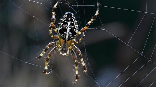Spinnen sind als biologische Insektenfänger unersetzlich.