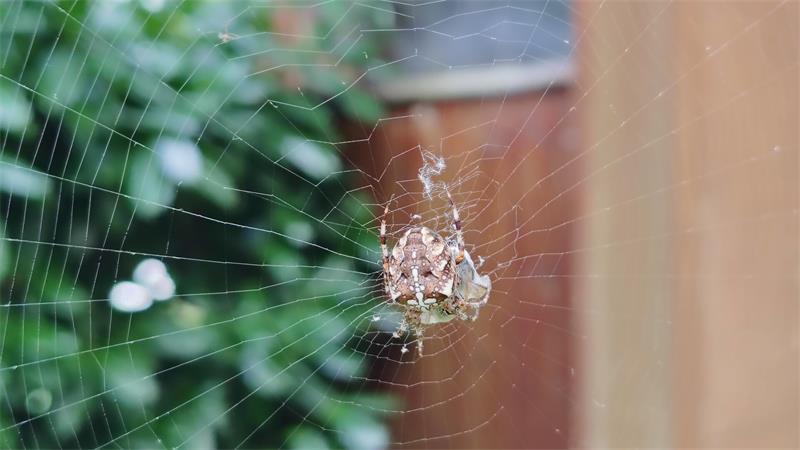 Spinnennetz - typisch Altweibersommer.