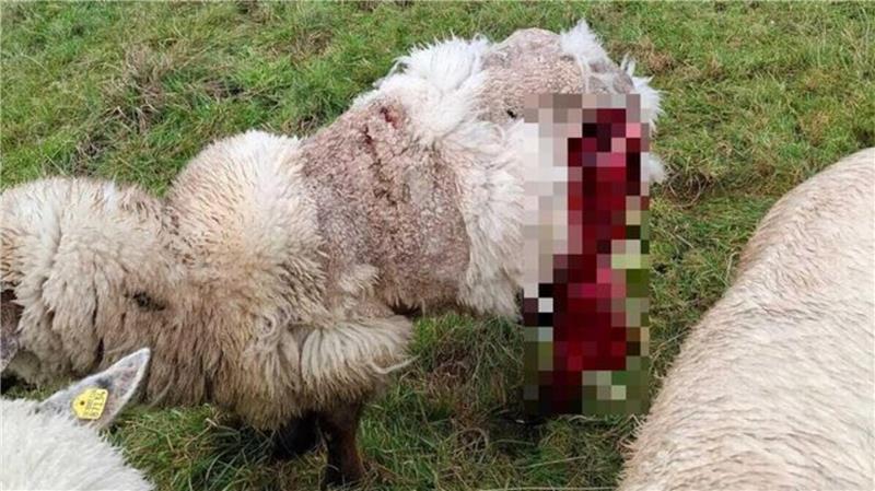 „Neue Eskalationsstufe“: Wolf reißt sieben Schafe im Nachbarkreis Spuren des Angriffs: Eines der gerissenen Schafe auf der Deichfläche in Otterndorf.