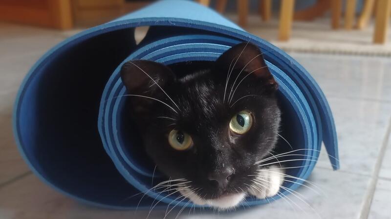 Weltkatzentag: Das sind die Katzen der TAGEBLATT-Leser Stader Kater Mio spielt mit seiner Familie gern Verstecken.