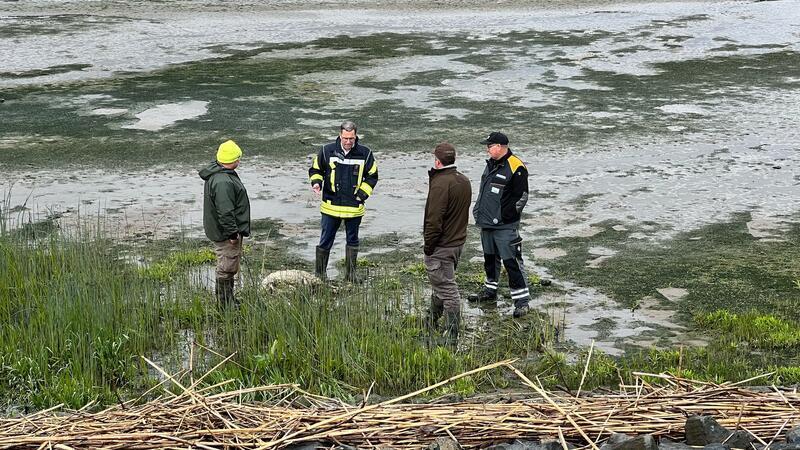 Stades Landrat Kai Seefried nach den jüngsten Schafrissen auf Hahnöfersand.
