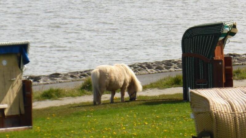 Stärkung muss sein: In der Grimmershörnbucht grast das Shetlandpony. 
