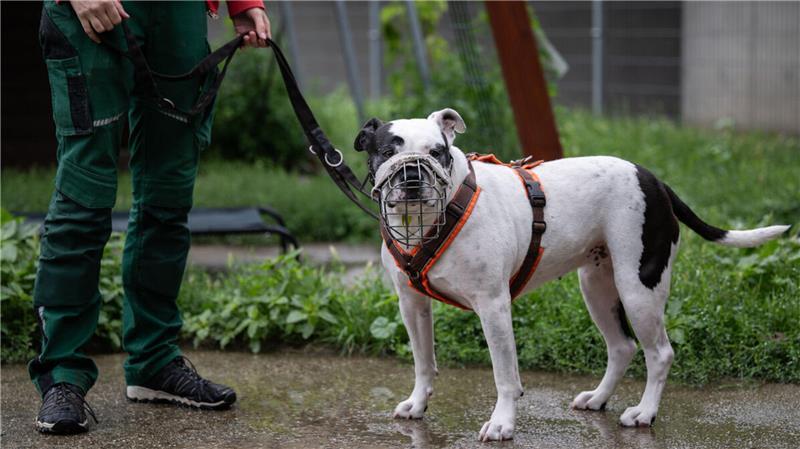 Staffordshire-Mix in einem Berliner Tierheim (Symbolfoto). Schon während des Verwaltungsverfahrens nach einer Beißattacke wird in Niedersachsen behördlich eine vorbeugende Maulkorb- und Leinenpflicht angeordnet.