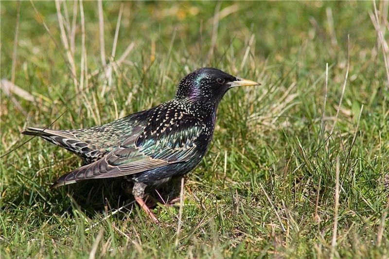 Stare haben deutlich mehr den Alkohol abbauende Enzyme im Blut als Menschen.