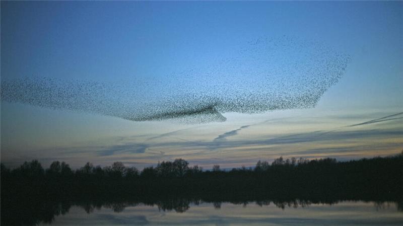 Flugakrobaten: Warum Stare bei ihren Manövern nicht zusammenstoßen Stare sammeln sich zu großen, wogenden Wolken im Abendlicht.