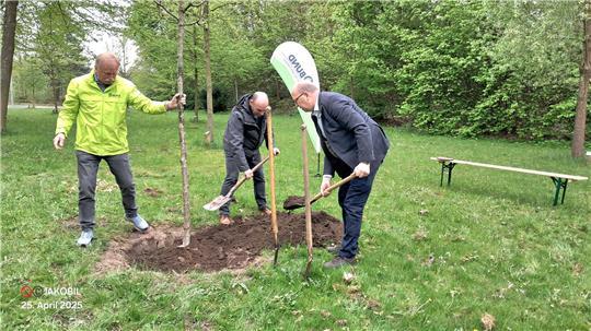 Statt der amerikanischen Roteiche pflanzten Heiner Baumgarten (BUND Stade, links), Bürgermeister Sönke Hartlef (rechts) und Uwe Andreas vom Landkreis Stade am Bürgerpark eine heimische Stieleiche.
