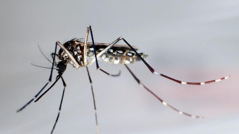 Stechmücke der Art „Aedes aegypti“ - auch „Stegomyia aegypti“: Die Gelbfiebermücke, Denguemücke oder Ägyptische Tigermücke überträgt verschiedene Krankheiten, darunter auch das Dengue-Fieber.