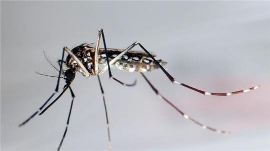 Stechmücke der Art „Aedes aegypti“ - auch „Stegomyia aegypti“: Die Gelbfiebermücke, Denguemücke oder Ägyptische Tigermücke überträgt verschiedene Krankheiten, darunter auch das Dengue-Fieber.
