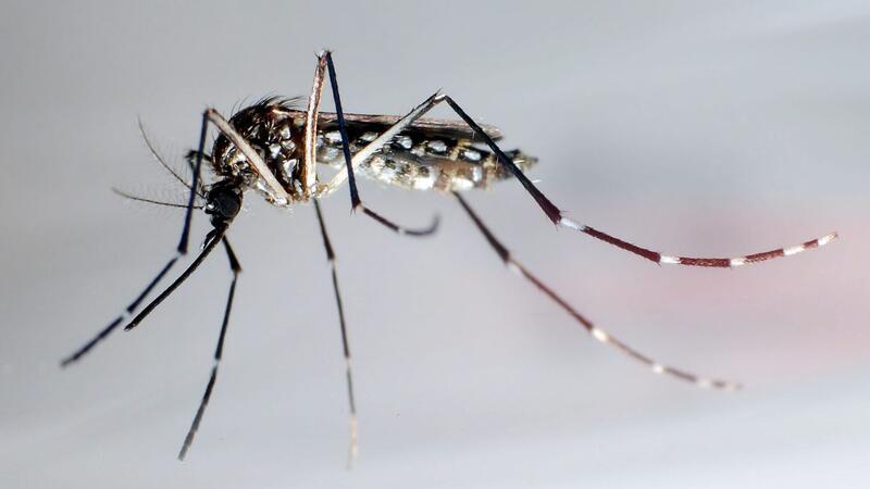 WHO warnt vor Ausbreitung von Dengue-Fieber in Europa Stechmücken der Art „Aedes aegypti“ - auch Gelbfiebermücken genannt - können den Erreger übertragen, der das Denguefieber auslöst.