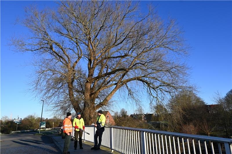 Stefan Tautz (Bundesforst) bespricht mit Johannes Hormann und Manfred Junge vom Wasserstraßen- und Schifffahrtsamt die Rettung der Weide auf der Brücke des Alten Lühe-Sperrwerks (von links). Fotos: Vasel