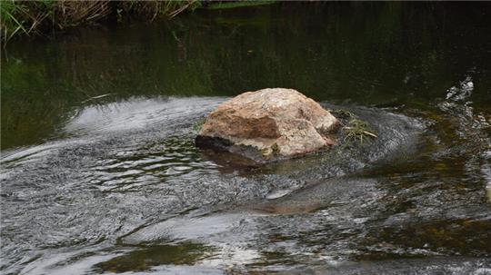 Stein im Fluss Este bei Daensen; Revilitalisierung, Renaturierung, Gewässerentwicklung, Europäische Wasserrahmenrichtlinie