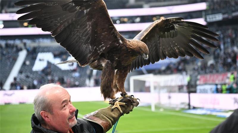 Lebende Fußball-Maskottchen: Tierleid oder Tradition? Steinadler Attila hat eine Flügelspannweite von fast zwei Metern.