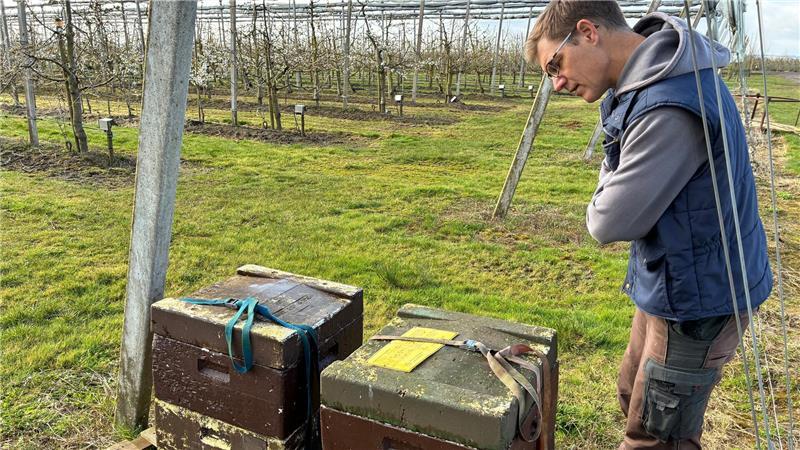 Steinobst-Experte Martin Kockerols an einem Bienenstock auf der Versuchsplantage.