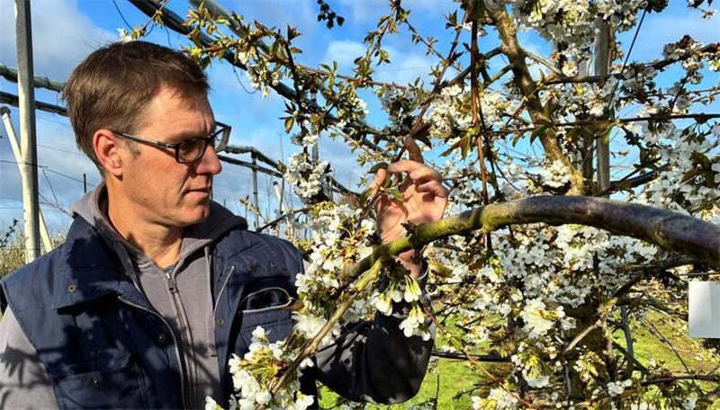 Steinobst-Experte Martin Kockerols wirft einen Blick auf die Blüte eines Kirschbaums.