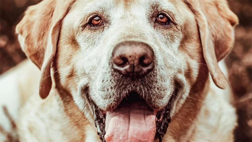 Stephanie Klawitter aus Estorf fährt mit ihrem Hund Sam (7) am Welthundetag nach...