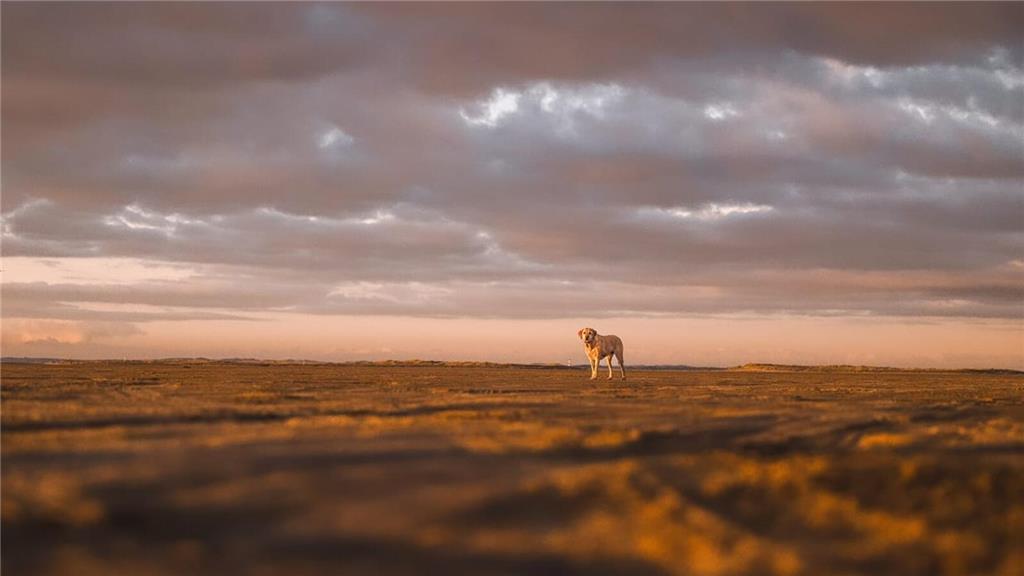 Stephanie: "Sam ist fünf Jahre, er ist mein liebster Begleiter! Ich liebe seinen...