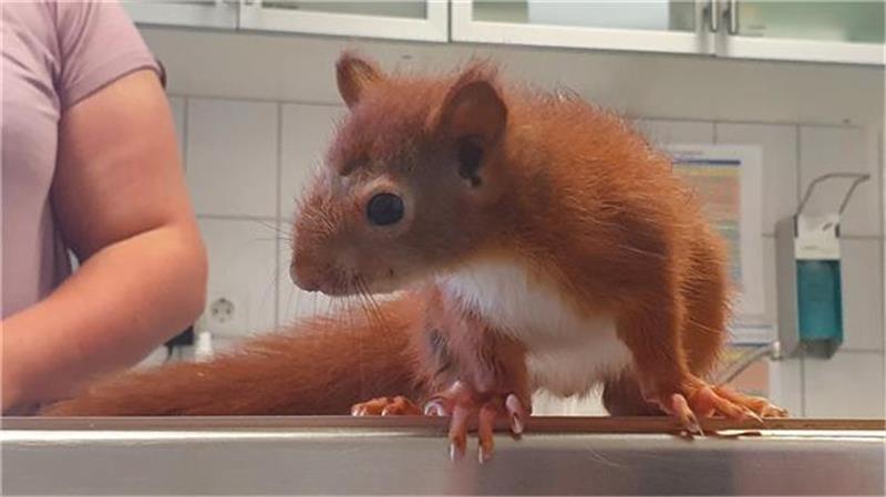 Still sitzen fürs Foto: Für das quirlige sieben Woche alte Eichhörnchen Erwin gar keine so leichte Aufgabe. Foto: Seelbach