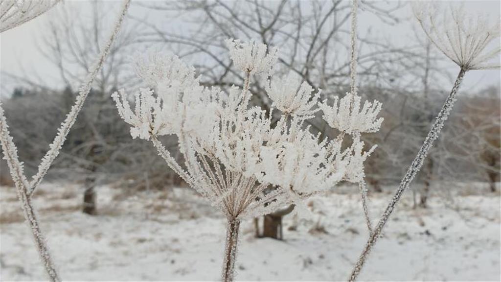 Stillleben im Schnee, eingesandt von Jessika Patjens.