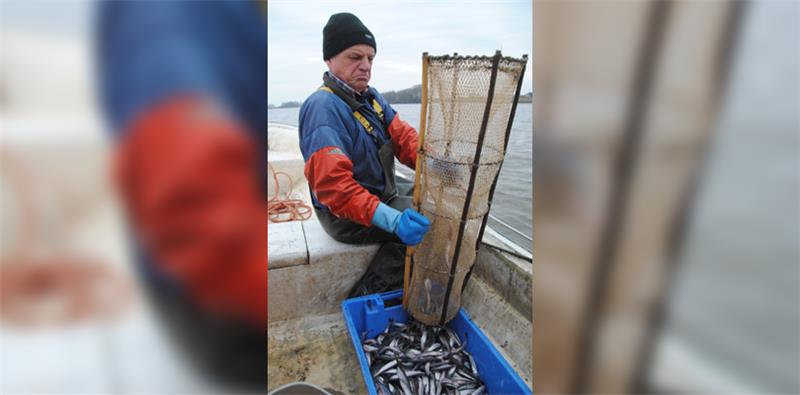 Stint Elbe Buxtehude Elbfischer Lothar Buckow Foto: Vasel