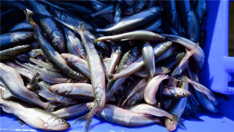 Stinte aus der Elbe.