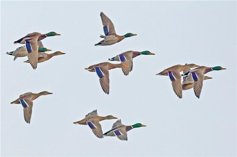Stockenten im Anflug. Die Männchen mit dem grünen Kopf, weißen Halsband und gelben Schnabel gehören zu den schönsten Enten . Foto: Schaffhäuser