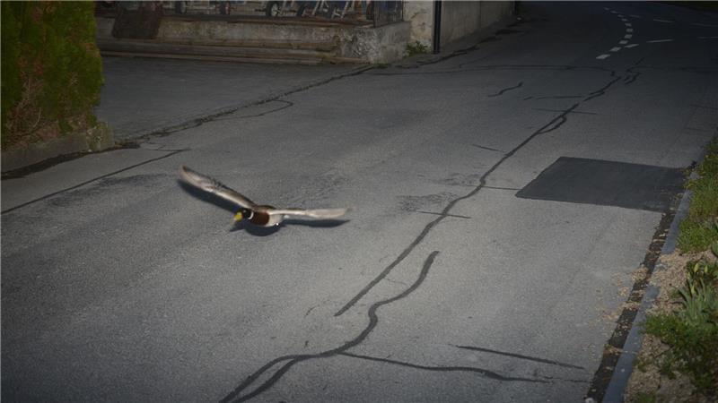 Stockenten können mit bis zu 100 km/h fliegen.