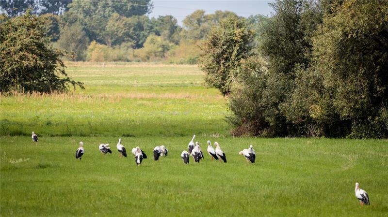 Mehr Störche in Niedersachsen und Bremen Störche auf einer Wiese nahe der Aller in Verden. Im weitgehend landwirtschaftlich genutzten Landkreis Verden sind zahlreiche Brutpaare zu Hause.