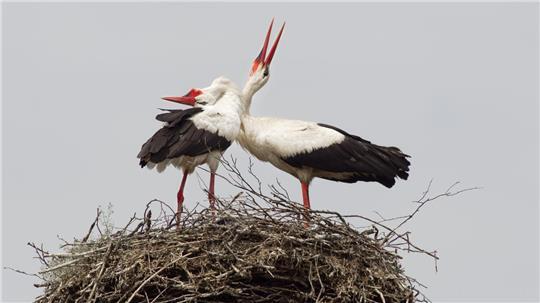 Ein Storchenpaar begrüßt sich mit einem Klappern. 