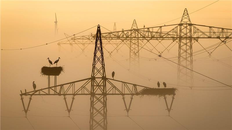 Bilder des Tages Störche sitzen im Morgennebel auf ihren Nestern auf Strommasten bei Lemwerder.