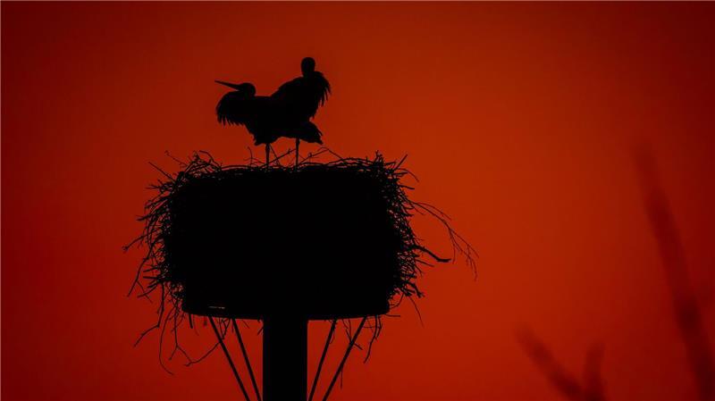 Störche stehen im Licht der untergehenden Sonne.