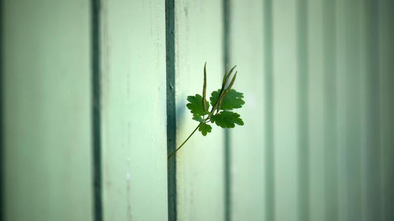 Störende Gartennachbarn können die Ruhe im Grünen erheblich beeinträchtigen. Lärm, ungepflegte Gärten und Neugier sorgen für Unmut. 