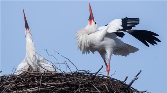 Storch "Fridolin" (l) und seine Partnerin "Mai" klappern zusammen auf dem Gelände vom Nabu-Artenschutzentrum im Landkreis Gifhorn. Fridolin, Niedersachsens wohl bekanntester Storch, ist aus seinem Winterquartier zurückgekehrt.