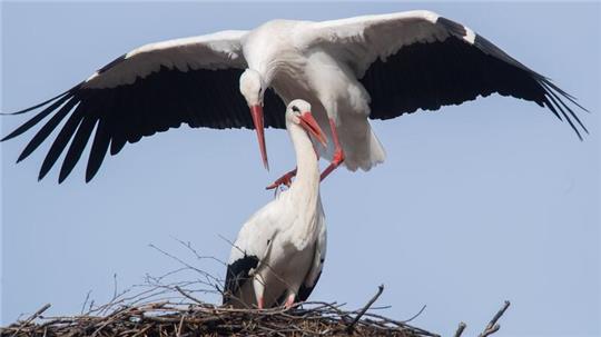 Storch „Fridolin“ (oben) paart sich mit seiner Partnerin „Mai“.