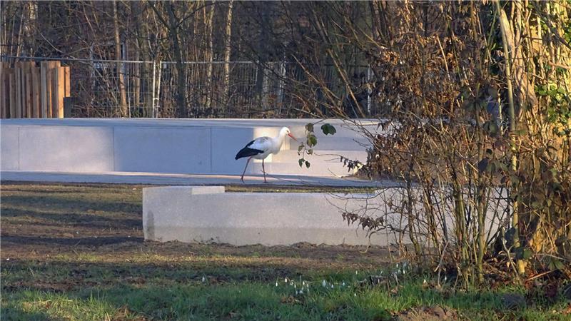 Die Horneburger Schloss-Störche sind wieder da Storch Jakob dreht auf dem Schlossgelände seine Runden.