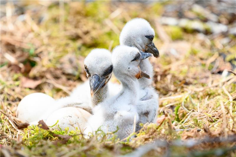 Storchenküken sitzen neben zwei weiteren Eiern in ihrem Nest. Kleiner flauschig-grauer Nachwuchs macht sich in vielen Storchennestern im Norden breit. Foto: Jonas Walzberg/dpa