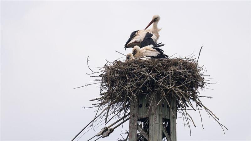 Mehr Störche in Niedersachsen und Bremen Storchennest auf einem ehemaligen Strompfeiler an einer Bahntrasse bei Salzderhelden.
