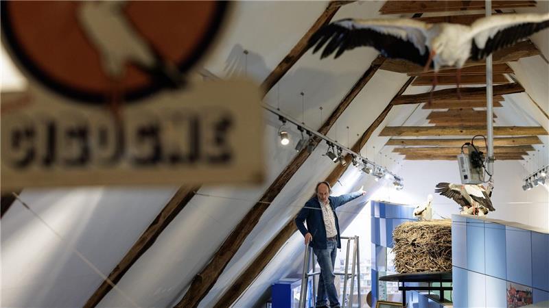 „Storchenvater“ und Autor Alfons Rolf Bense führt durch das Westfälische Storchenmuseum. Ein großes Exponat ist ein Original-Storchennest, das wegen Sanierungsarbeiten von einem maroden Schornstein genommen werden musste. Es wog fast eine Tonne. Museumsbesucher können über eine Leiter hineinschauen. 