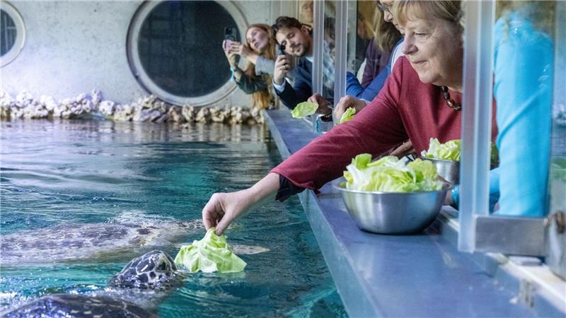 Stralsund: Ex-Kanzlerin Angela Merkel füttert Schildkröte bei Rundgang durch das Meeresmuseum