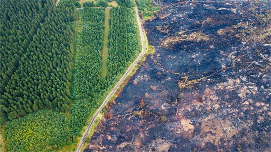 Straße trennt verkohlte Fläche von verschontem Wald im Hohen Venn