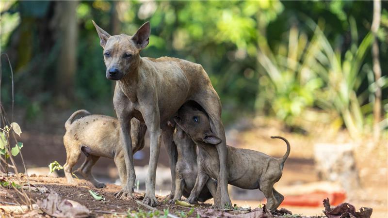 Straßenhunde brauchen vielerorts Hilfe. Doch hinter Spendenaufrufen verbergen sich leider auch immer wieder Betrüger.
